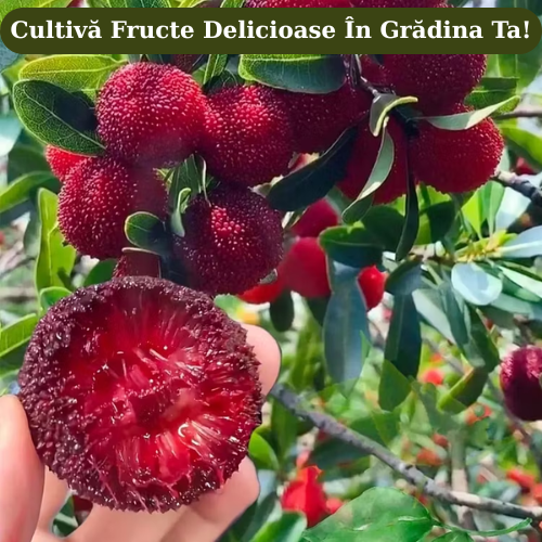 BerryMax - Seminte Capsuni Exotice