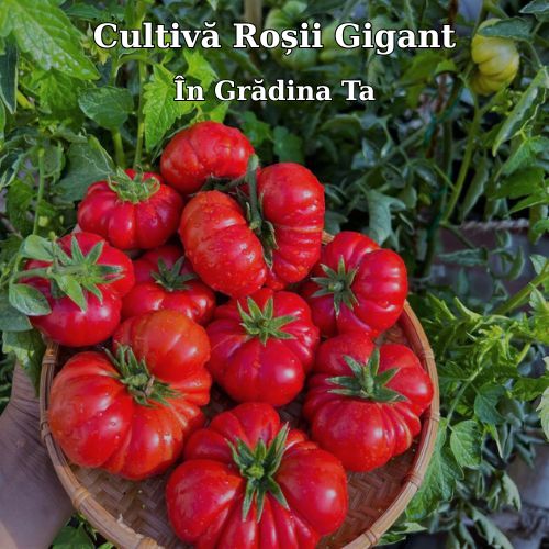TomatoMax - Semințe Roșii Gigant