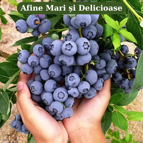 BlueberryMax - Rasad Afin
